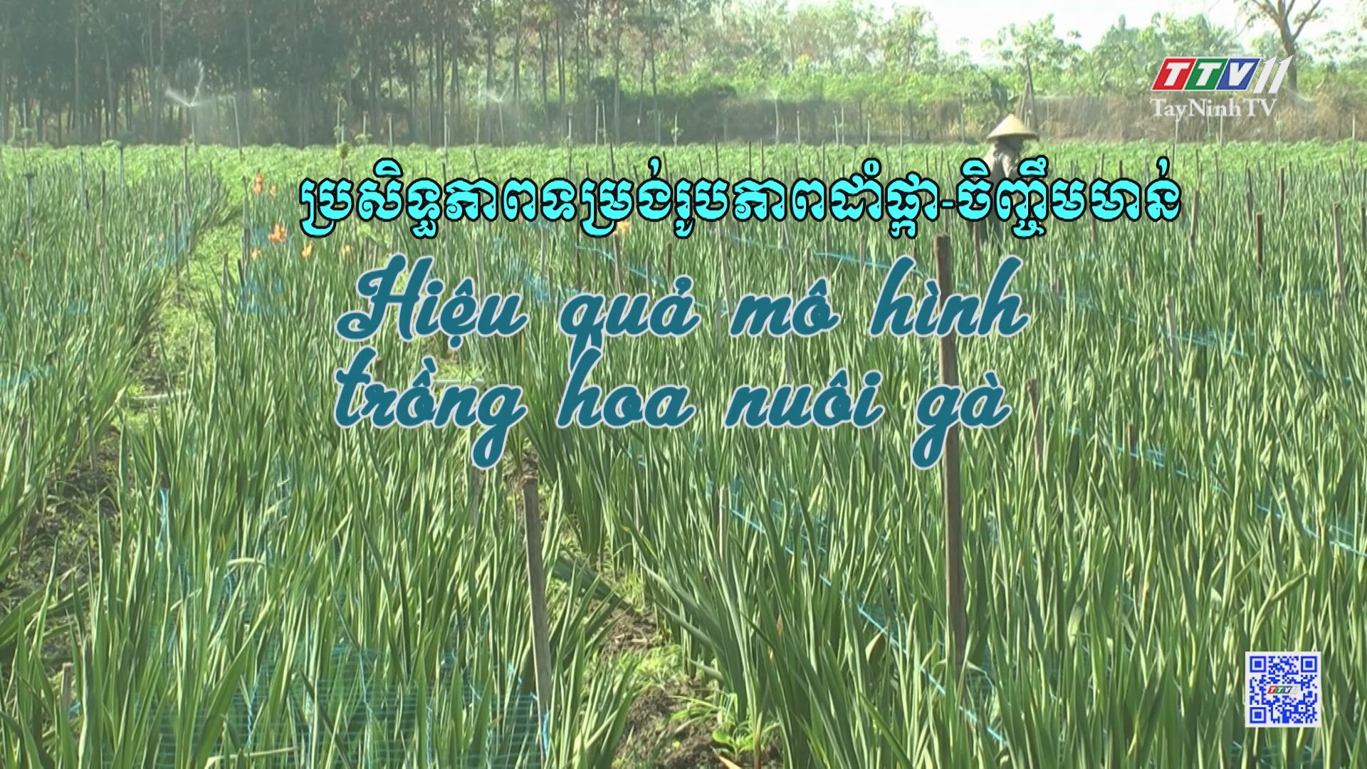 Hiệu quả mô hình trồng hoa nuôi gà | NÔNG NGHIỆP TÂY NINH | TayNinhTV